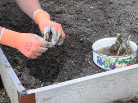 How To Plant Bareroot Strawberries | Gardener's Supply How To Plant Bareroot Strawberries | Gardener's Supply