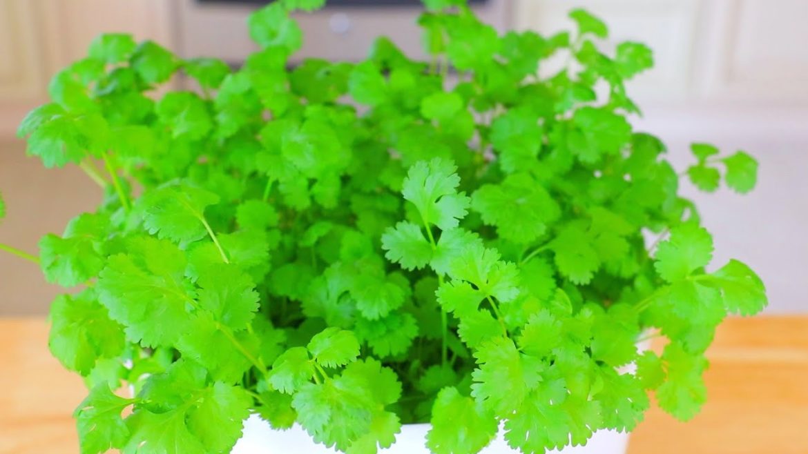How to Quickly Grow Cilantro Indoor? Vegetable Gardening 101, CiCi Li – Asian Home Cooking Recipes How to Quickly Grow Cilantro Indoor? Vegetable Gardening 101, CiCi Li - Asian Home Cooking Recipes