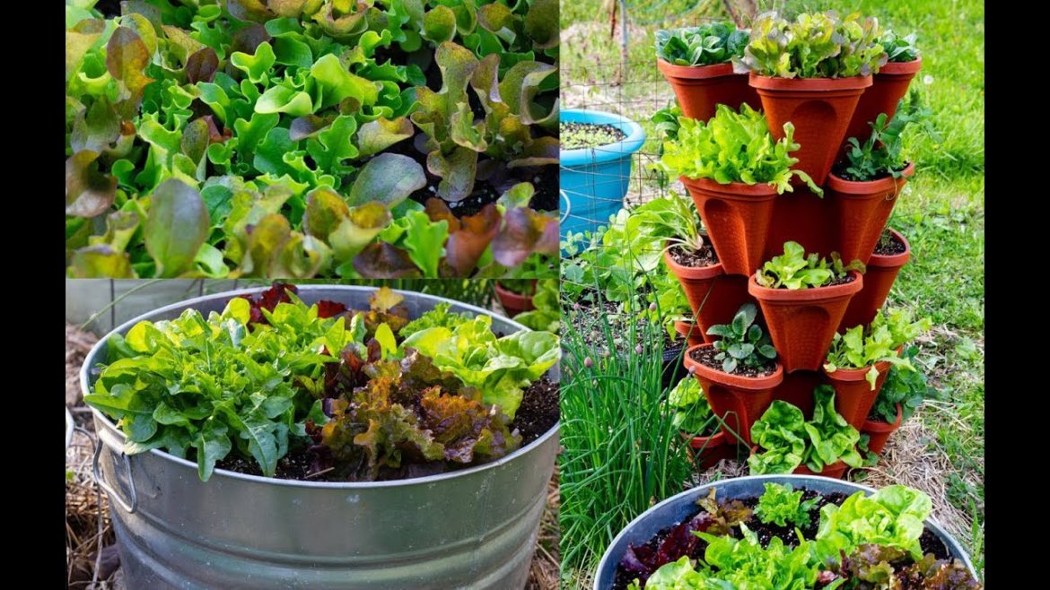 Tips For Growing Spring Vegetables in Containers- Container Garden Tour