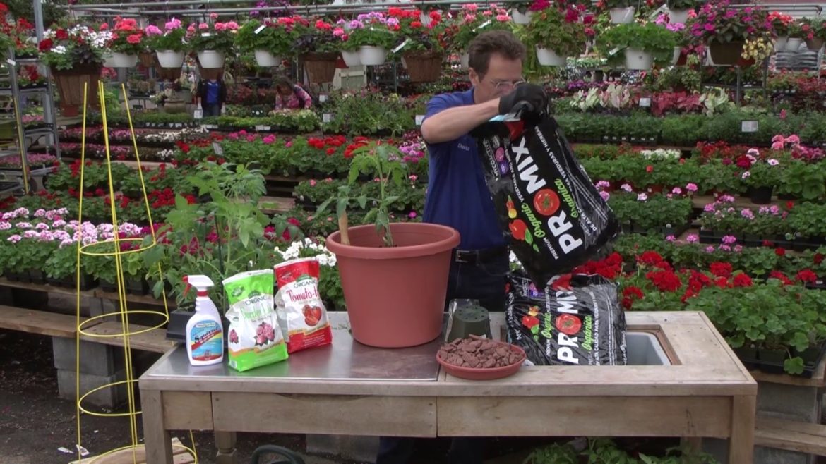 Vegetable Gardening: How to Plant Tomatoes in a Container