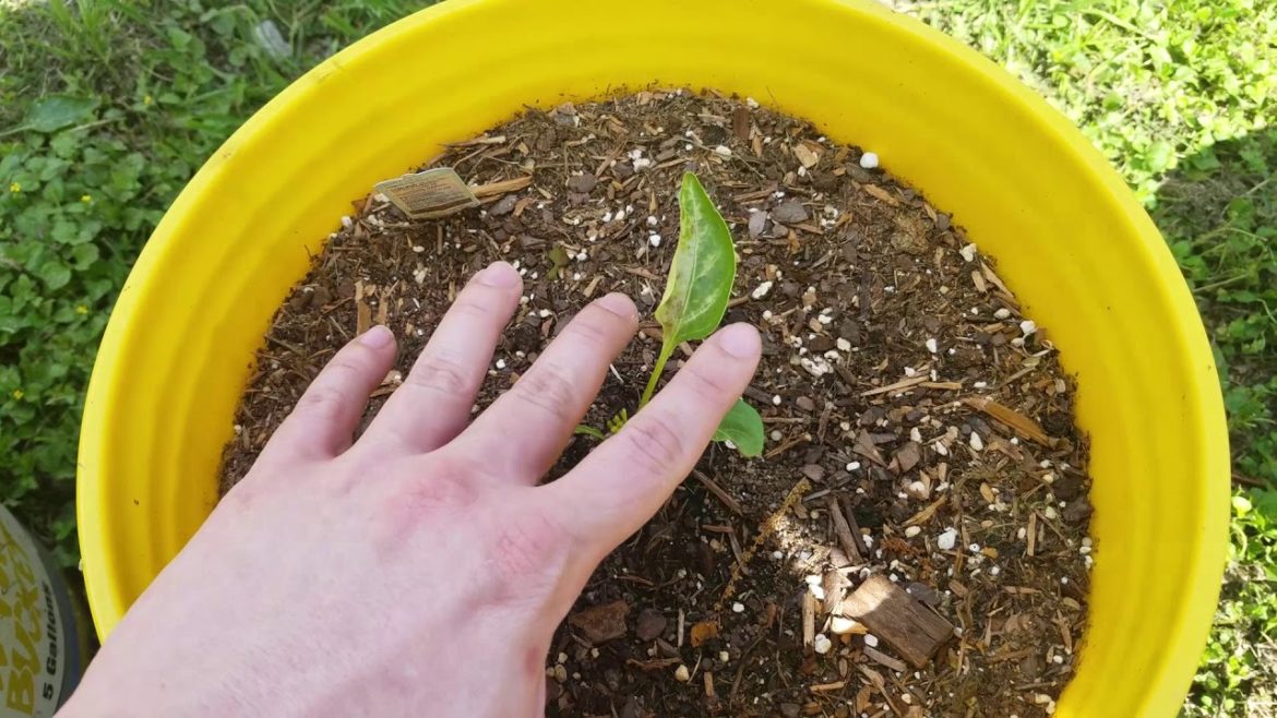 My 2018 Garden plans
