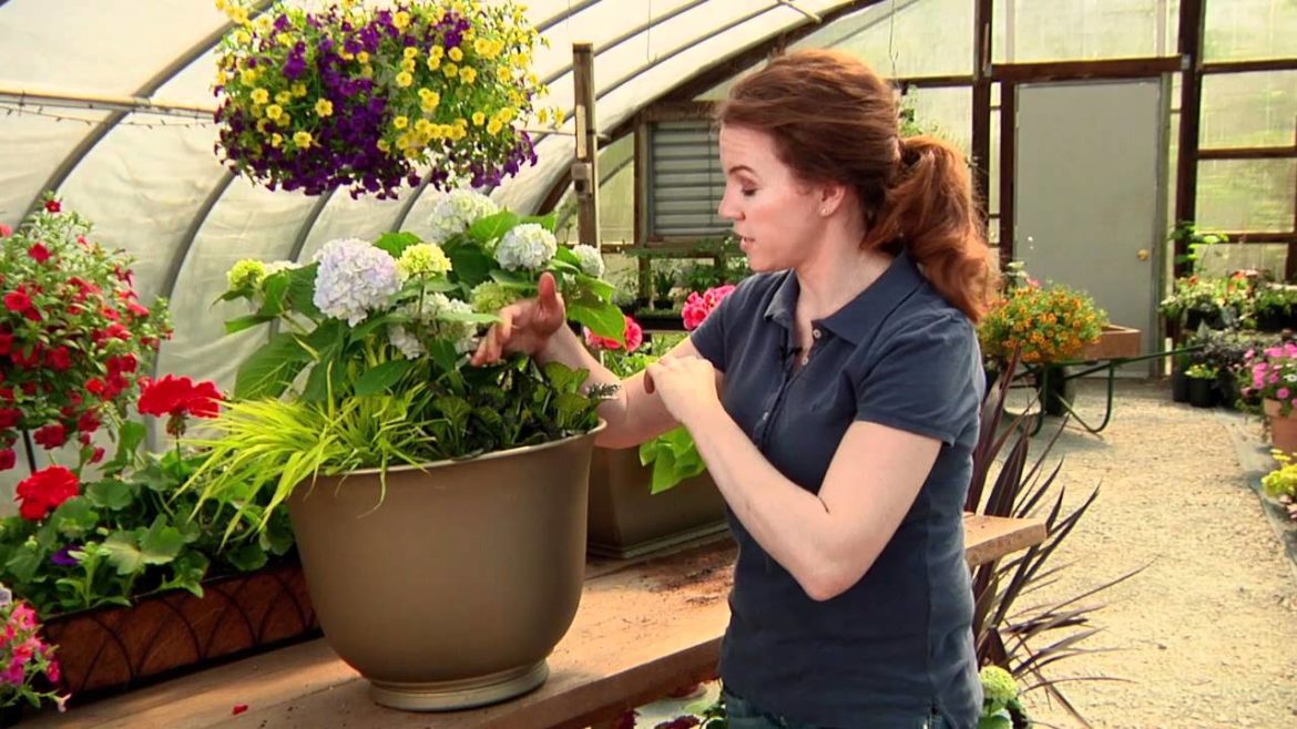 Grow a Beautiful Hydrangea Container Garden | Craftsy Gardening Tutorial Grow a Beautiful Hydrangea Container Garden | Craftsy Gardening Tutorial