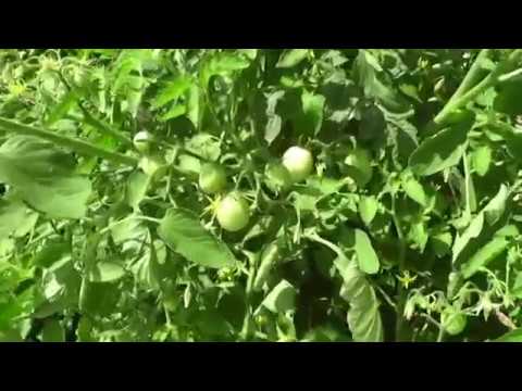 Vegetable gardening in small spaces Vegetable gardening in small spaces
