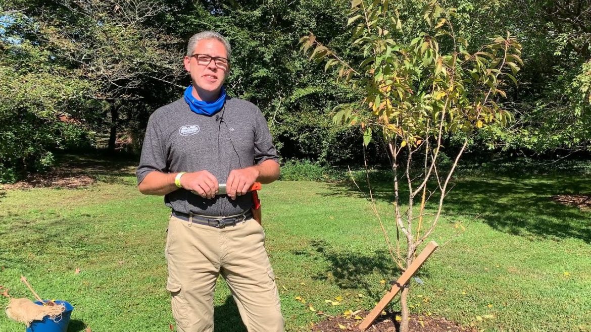 Gardener's Almanac: Oct 5-Tree Planting Tips Gardener's Almanac: Oct 5-Tree Planting Tips