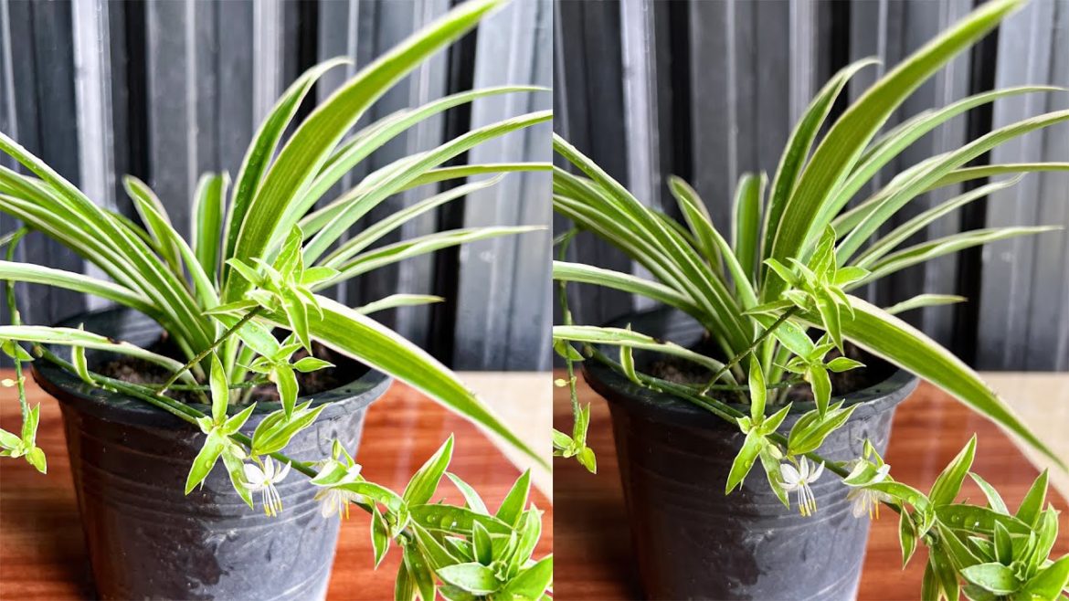 Spider Plants In SoilGarden Tips.