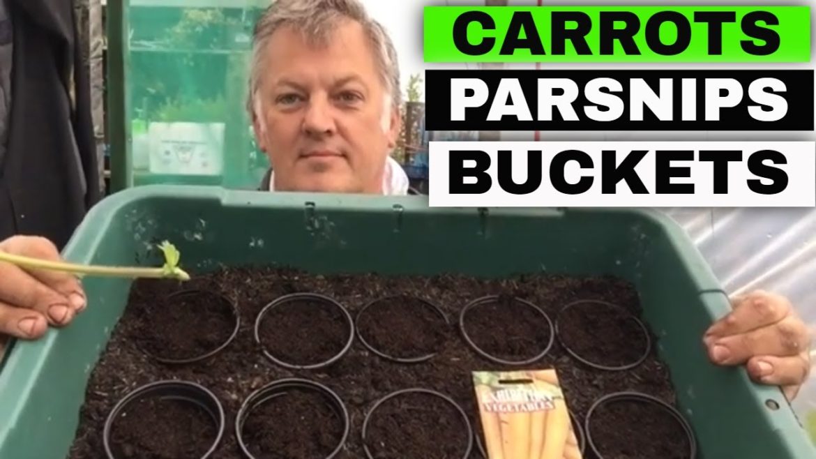 How to Grow Carrots and Parsnips in Buckets  | Totes | Container Gardening | Gardening Online How to Grow Carrots and Parsnips in Buckets  | Totes | Container Gardening | Gardening Online