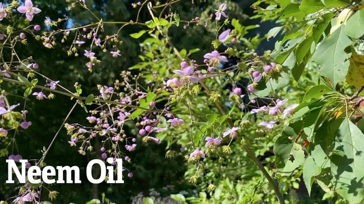 Neem Oil | Gardener's Supply