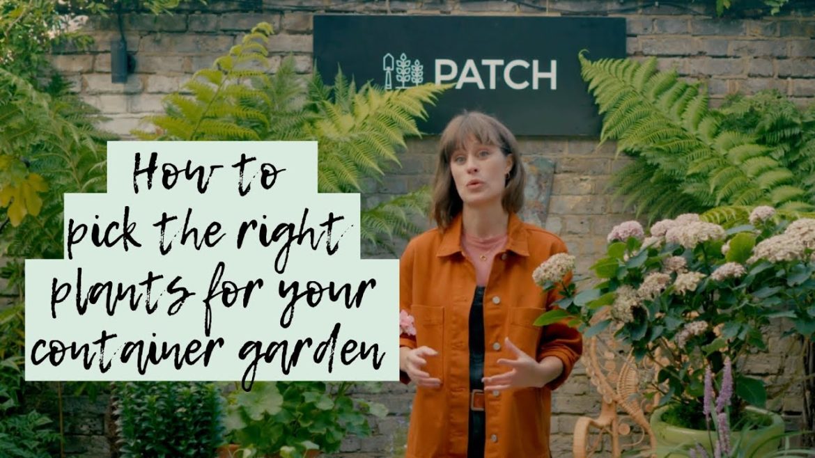 How to pick the right plants for your container garden 🌱🌳