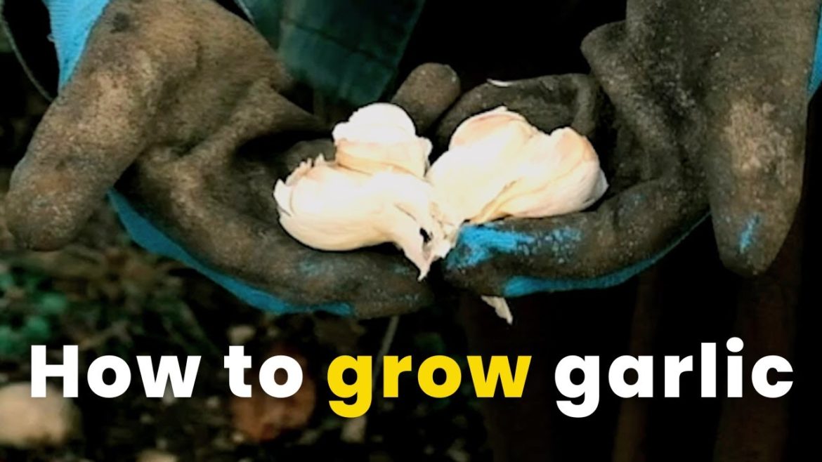 Garlic planting tips and tricks at The Wild Garden Garlic planting tips and tricks at The Wild Garden