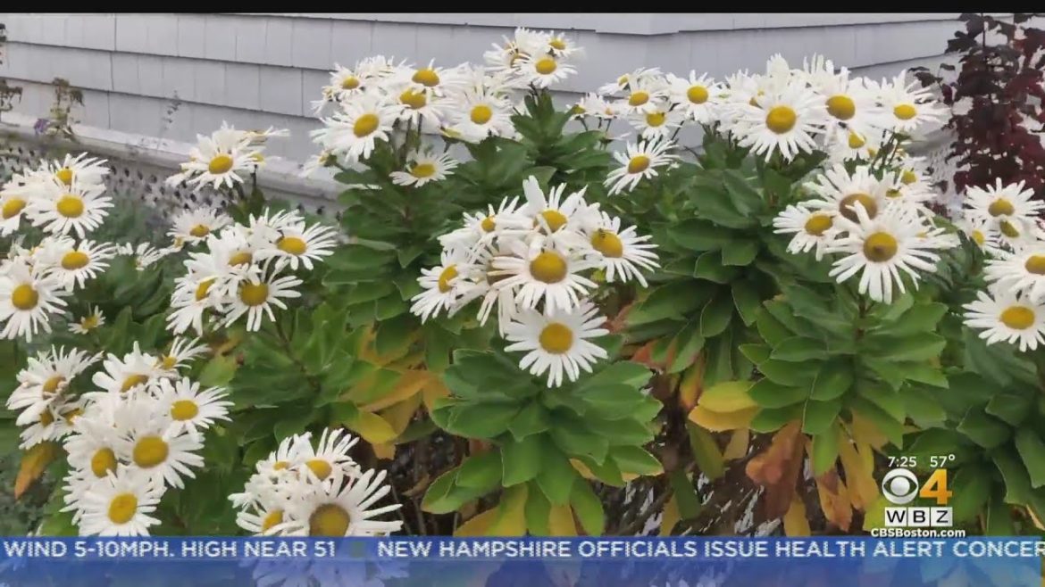 Gardening Tips: Montauk Daisies