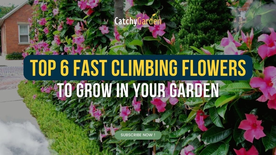 Top 6 Fast Climbing Flowers To Grow In Your Garden 🌺🌿🌷