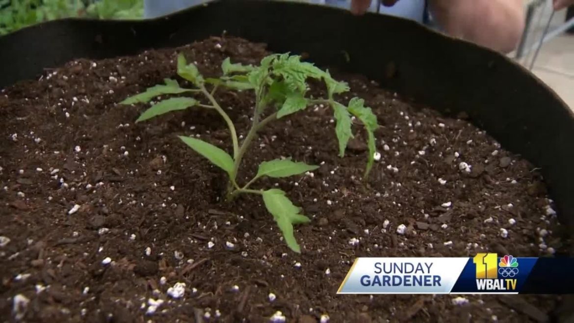 Sunday Gardener: Tips on planting tomatoes Sunday Gardener: Tips on planting tomatoes
