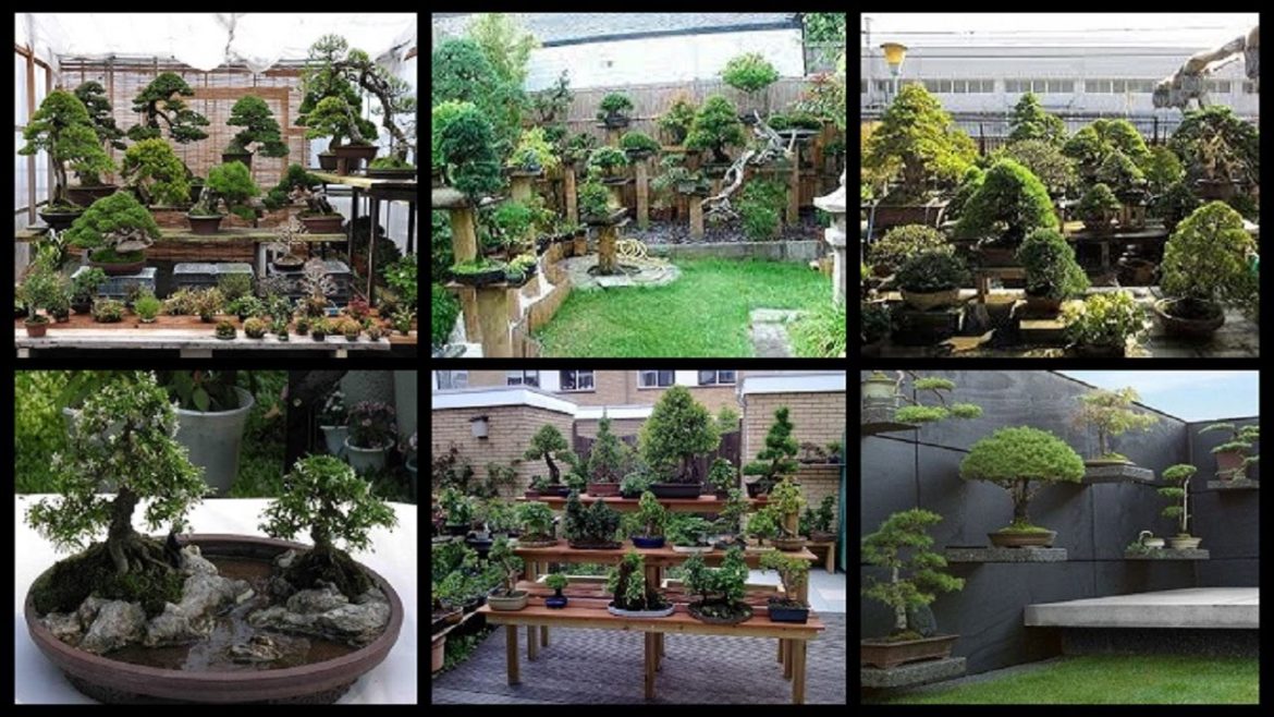 30+ Amazing Small Japanese Bonsai Garden Design Ideas for Modern Home.