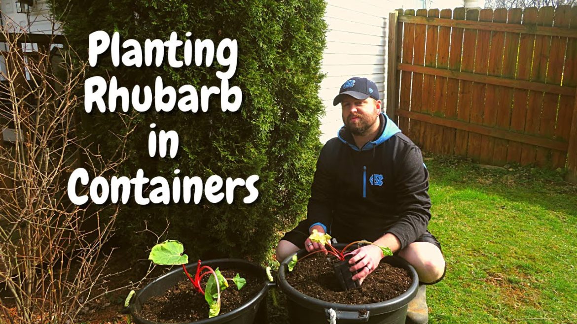 Planting Rhubarb In A Container | Growing Rhubarb | Container Gardening