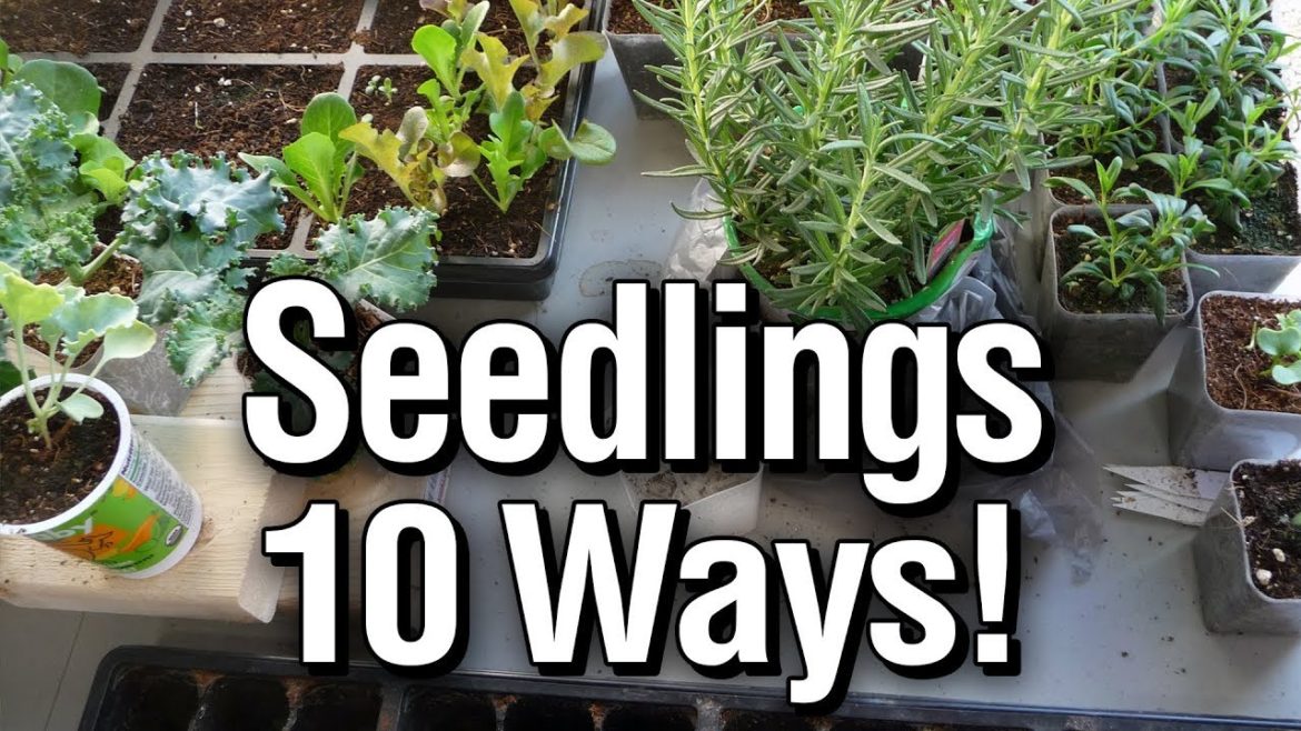 Seed Starting Containers: 10+ Ideas for Vegetable Gardening -Quick Tips Seed Starting Containers: 10+ Ideas for Vegetable Gardening -Quick Tips