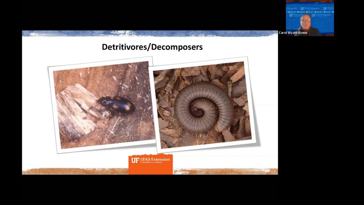 Edible Gardening: Beneficial Insects (webinar series)