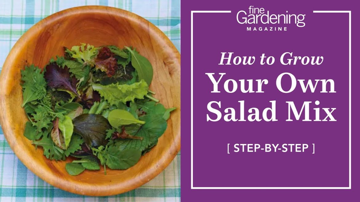 Grow Your Own Salad Mix | Vegetable Gardening