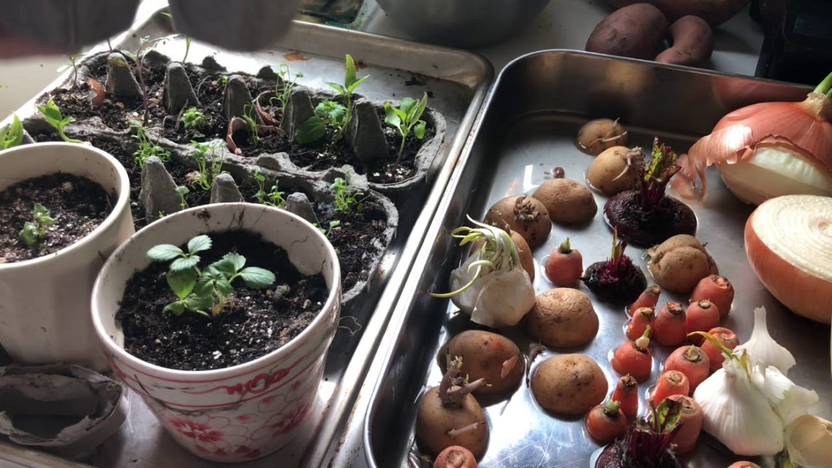 How To Start An Edible Garden, Cheap And Easy!