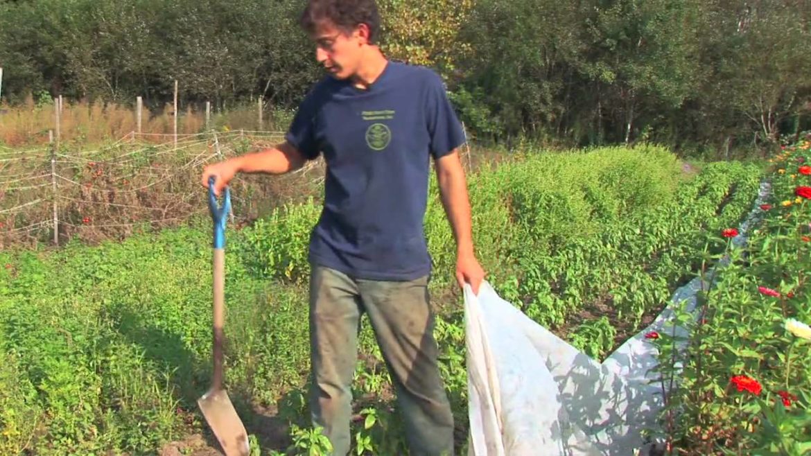 Vegetable Gardening : How to Protect Outdoor Plants From Frost