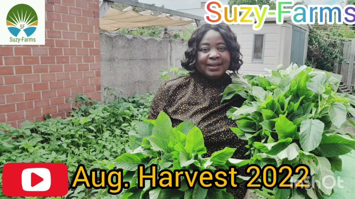How do you cut Vegies in your Garden? - Tips for #Amaranth, #Huckleberry