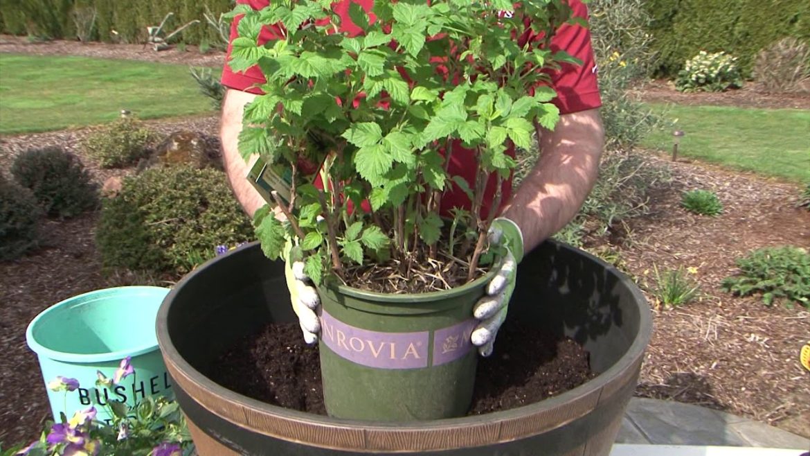 An Edible Container Garden