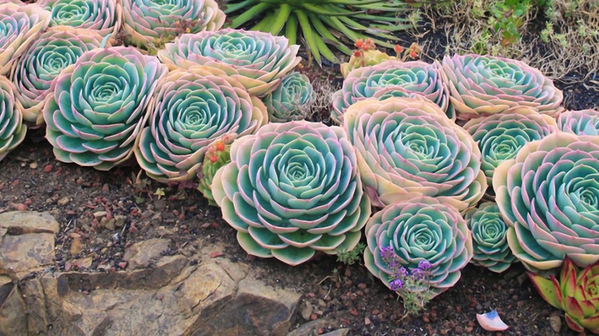 10 Outdoor Succulent Garden designs ideas