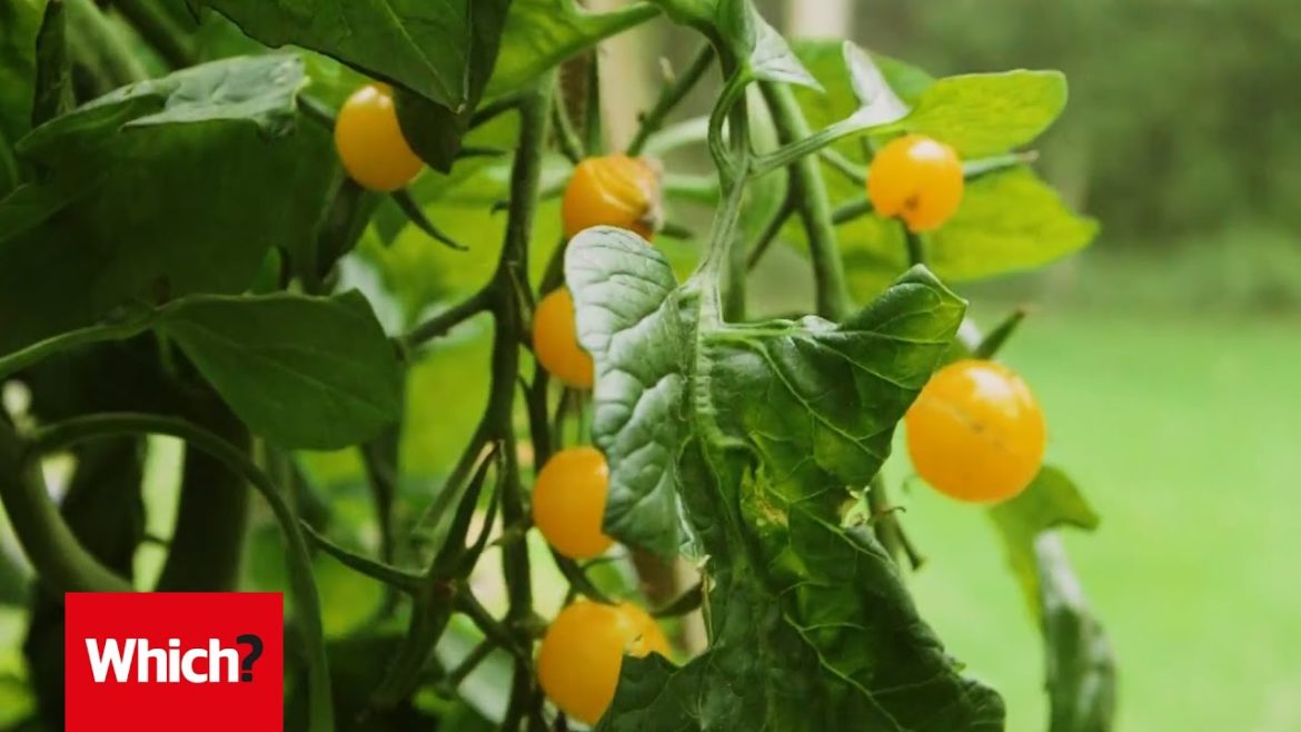 Vegetable gardening jobs for September – Which? Gardening Vegetable gardening jobs for September - Which? Gardening