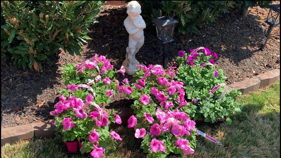 SPRING FRONT YARD / LANDSCAPING IDEAS / PROVEN WINNERS WAVE PETUNIAS