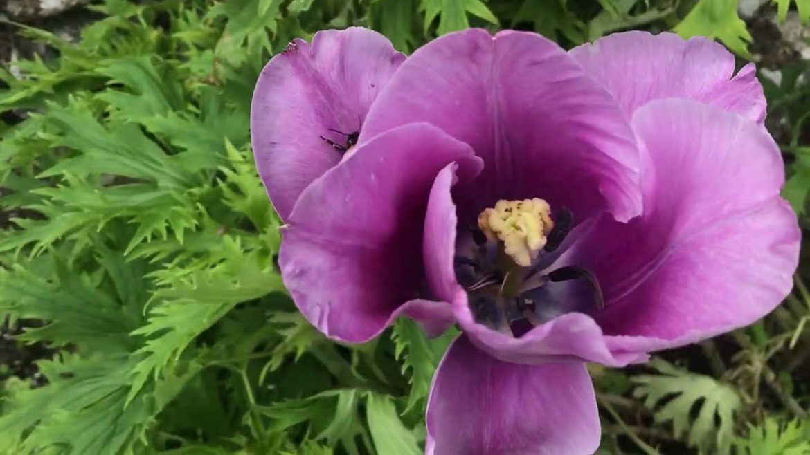 Tulips in the Outer Hebrides / spring bulbs / future garden plans
