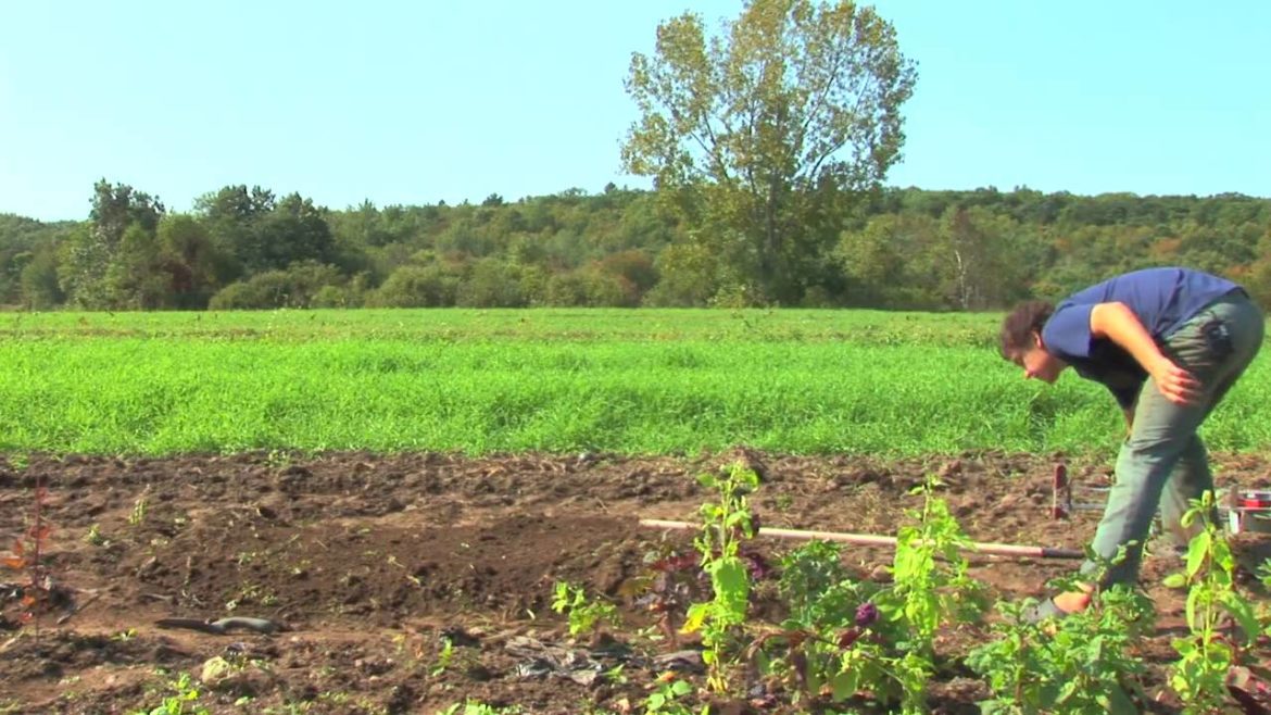 Vegetable Gardening : How to Grow Bell Peppers