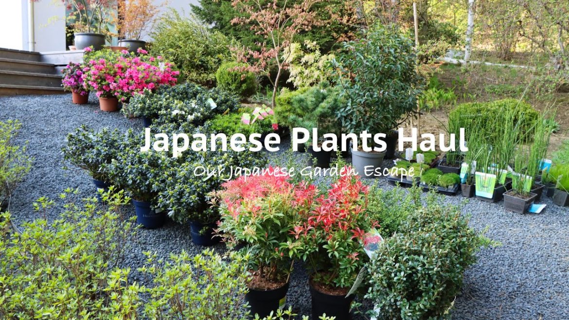 Essential Japanese Plants Spring Haul | Our Japanese Garden Escape