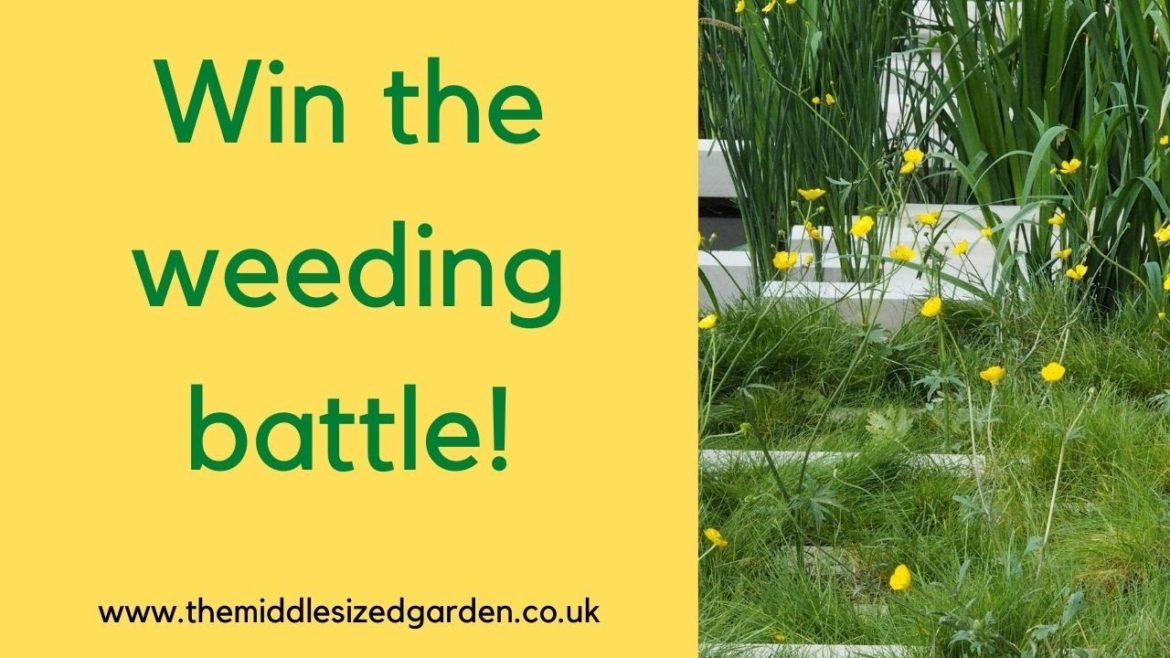 How to weed your garden – expert tips How to weed your garden - expert tips