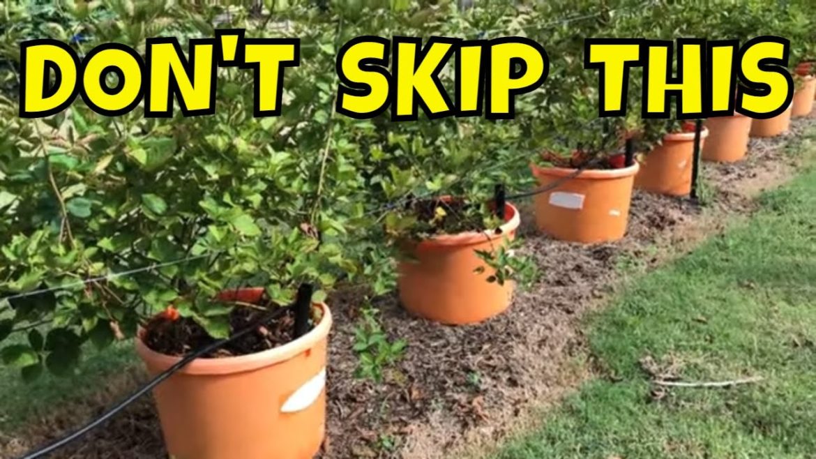 A MUST HAVE FOR CONTAINER GARDENING ⚠️ A MUST HAVE FOR CONTAINER GARDENING ⚠️