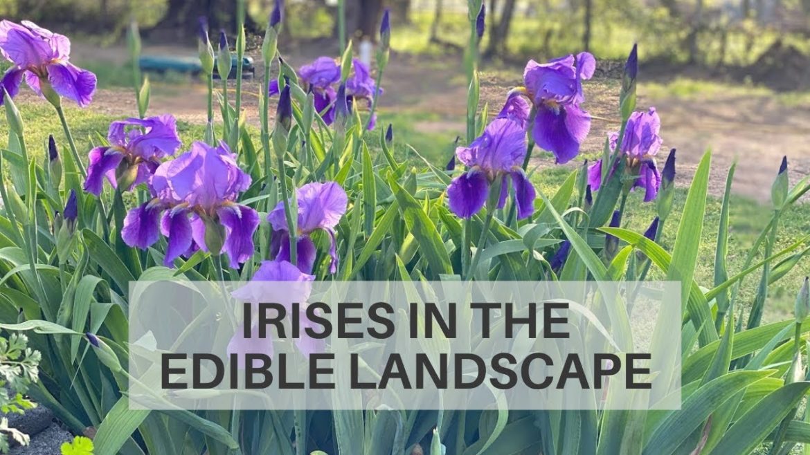 Growing Irises In My Edible Landscaping