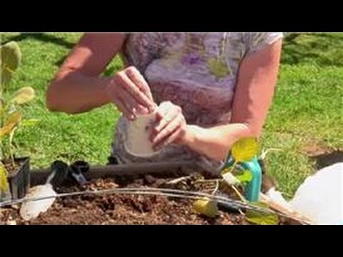 Vegetable Gardening : How to Keep Caterpillars Away from Vegetable Gardens Vegetable Gardening : How to Keep Caterpillars Away from Vegetable Gardens