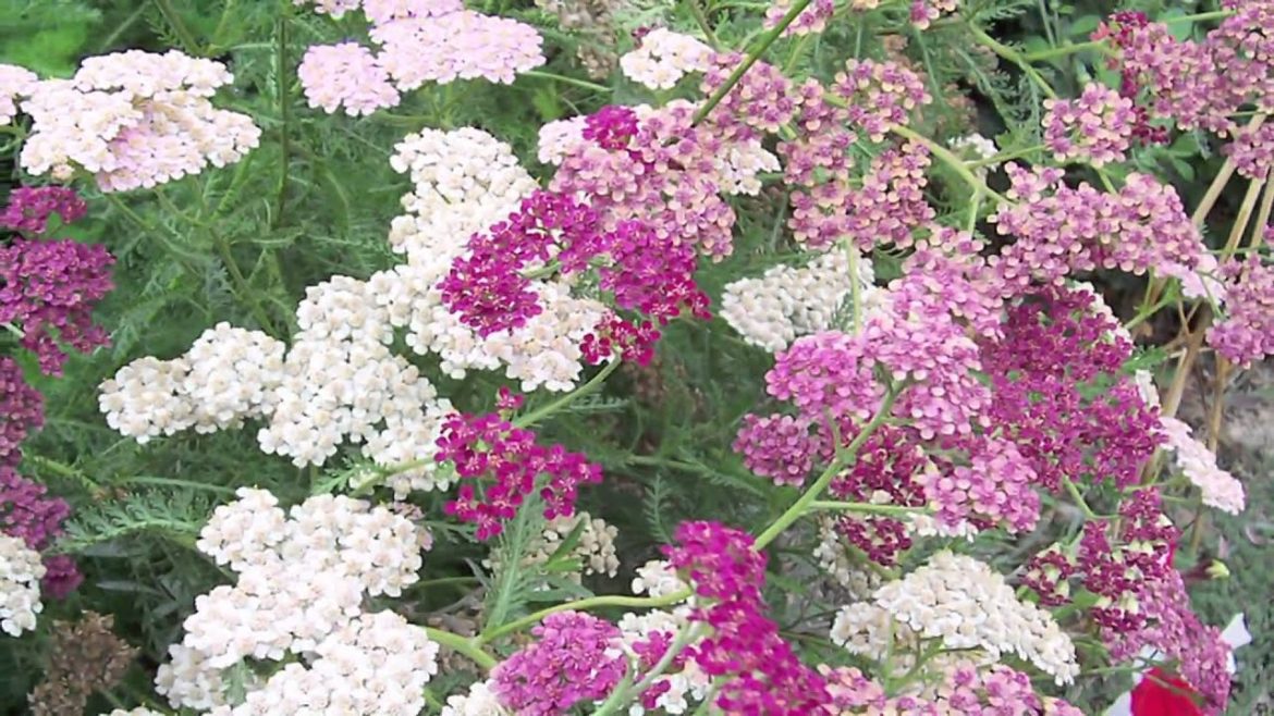 Gardening Tips : How to Grow Yarrow (Achillea) Gardening Tips : How to Grow Yarrow (Achillea)