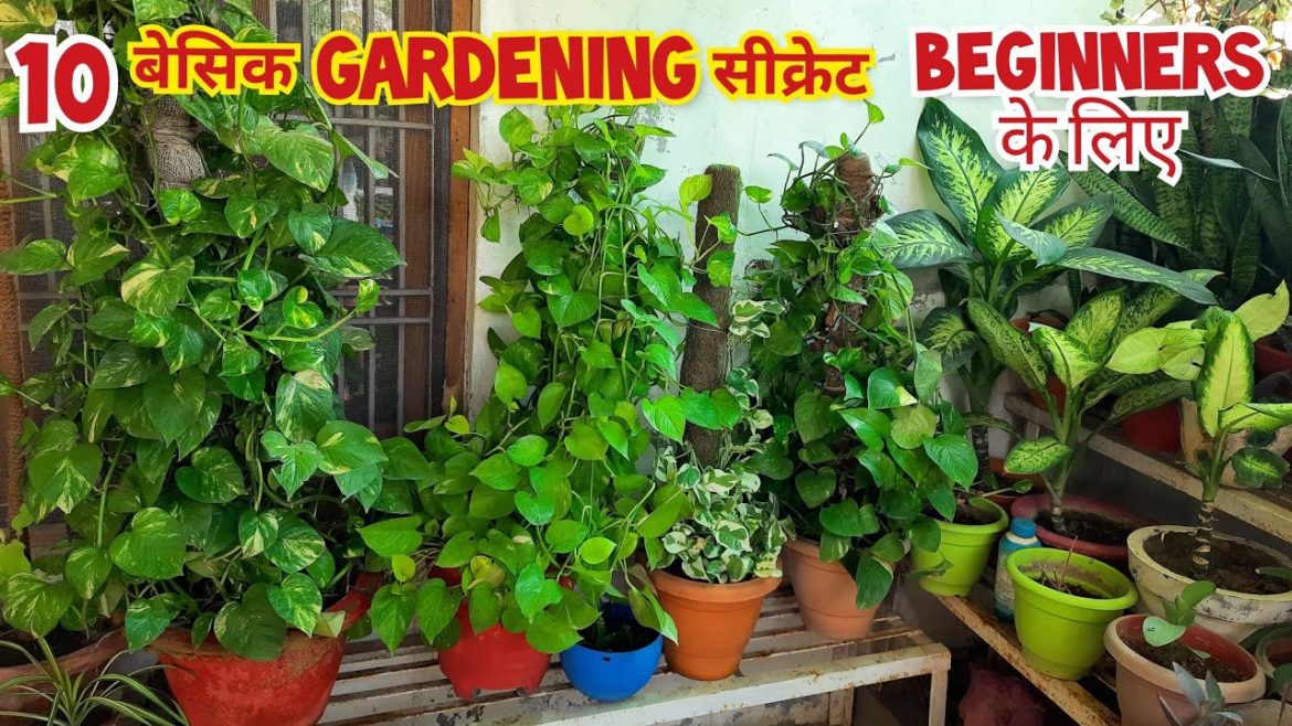 10 बेसिक gardening सीक्रेट beginners के लिए / 10 basic gardening secrets for beginners 10 बेसिक gardening सीक्रेट beginners के लिए / 10 basic gardening secrets for beginners