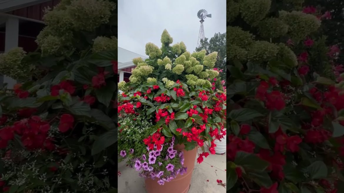 FAVORITE PLANTS FOR CONTAINER GARDEN / GEOBBERT'S FARM AND GARDEN CENTER #shorts