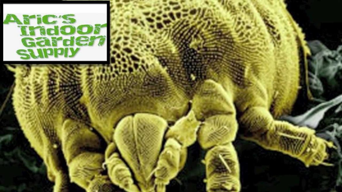 Kill Spider Mites:Arics Indoor Garden Supply Kill Spider Mites:Arics Indoor Garden Supply
