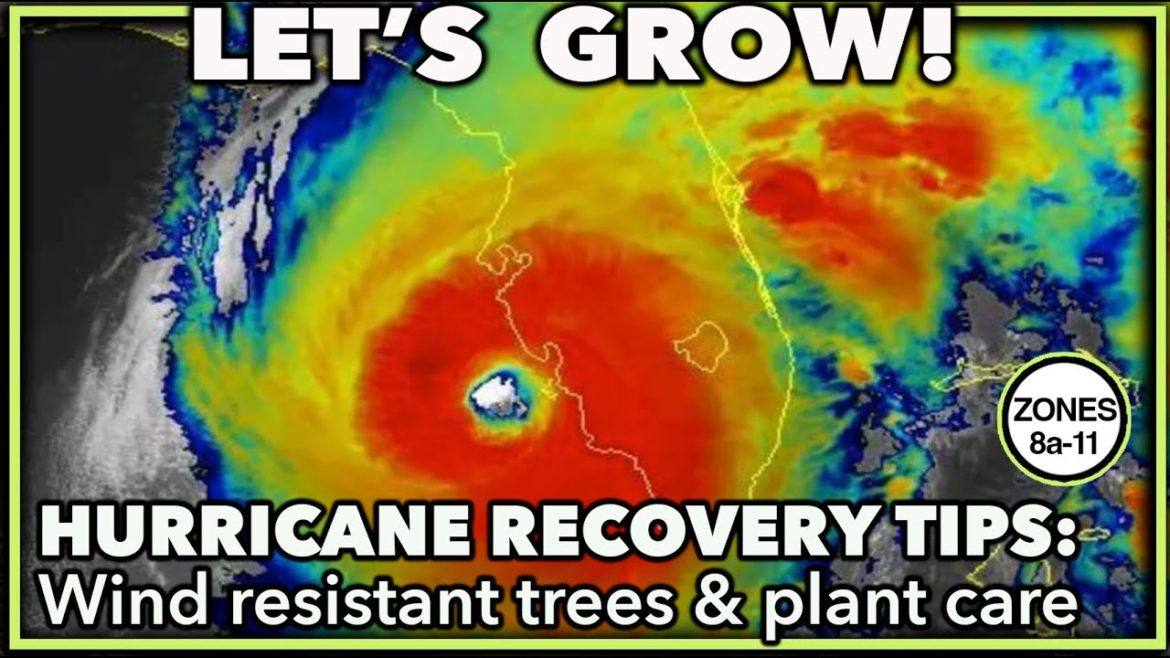 POST STORM TREE RECOVERY