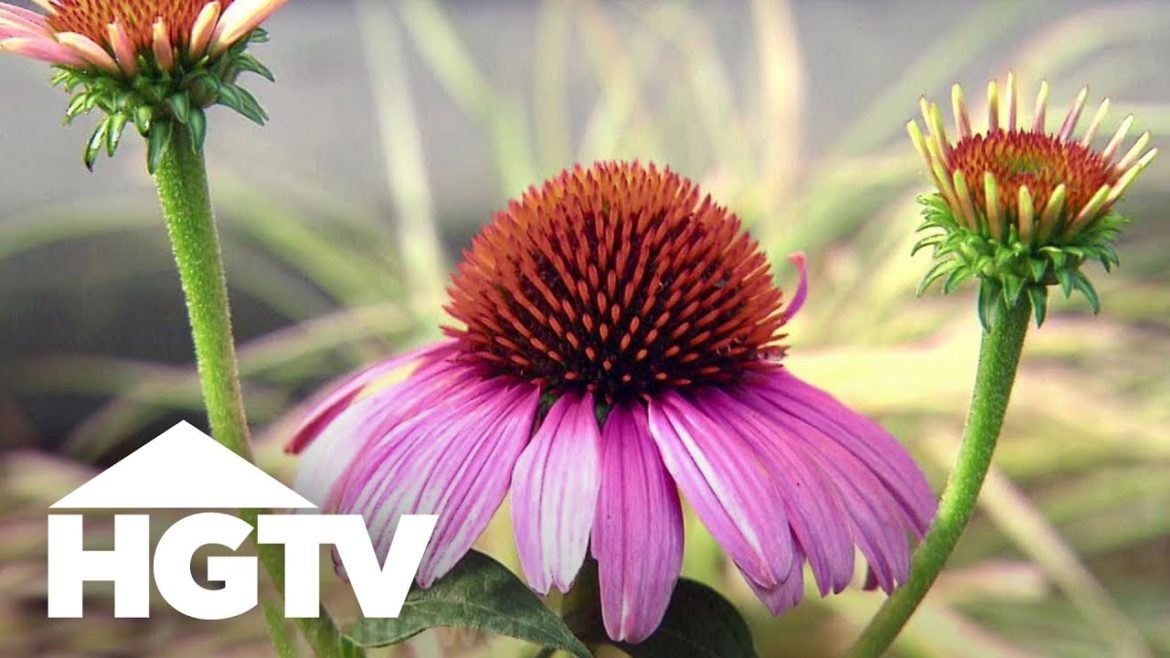 Backyard Landscaping Ideas | HGTV Backyard Landscaping Ideas | HGTV