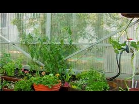 Vegetable Gardening : How to Garden Vegetables in a Greenhouse Vegetable Gardening : How to Garden Vegetables in a Greenhouse