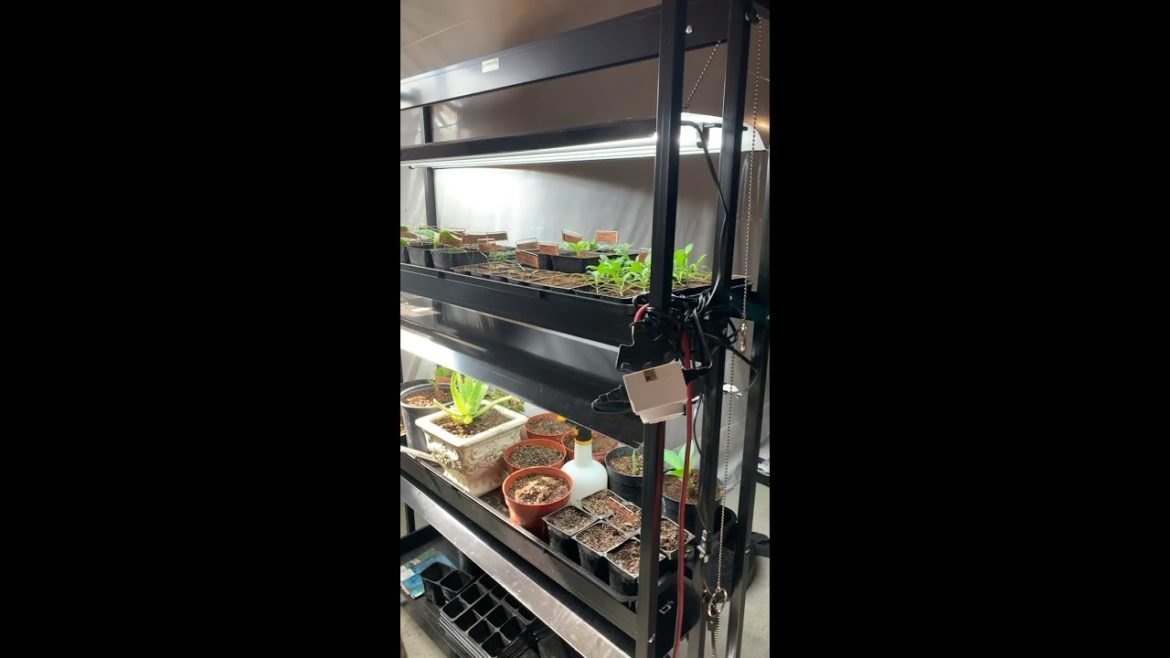 Grow Light System Review!!!! Gardeners Supply LED Sunlite High Intensity 3-Tier Garden Grow Light System Review!!!! Gardeners Supply LED Sunlite High Intensity 3-Tier Garden