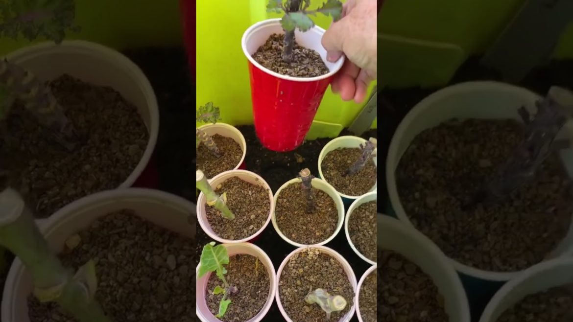 Free Plants with Easy Propagating, Gardening In a mini greenhouse Cuttings, Seeds, House Plants EASY Free Plants with Easy Propagating, Gardening In a mini greenhouse Cuttings, Seeds, House Plants EASY