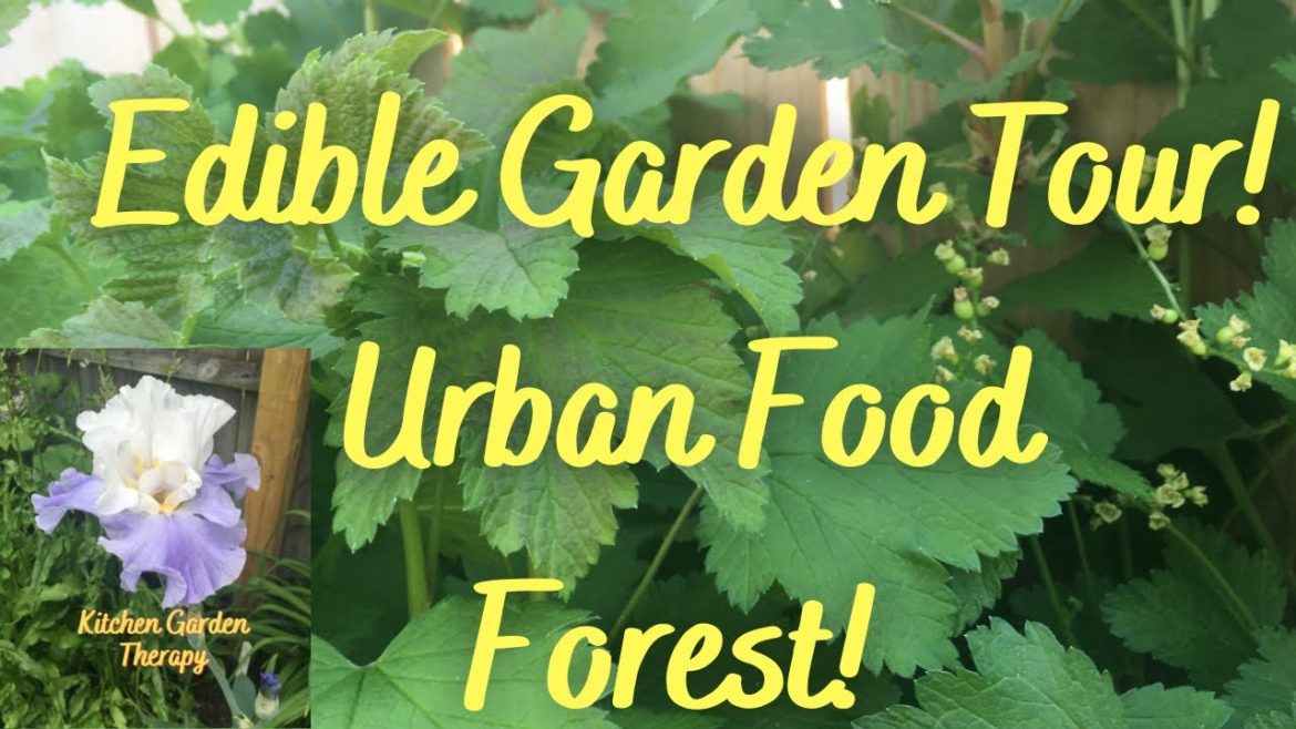 Edible Garden Tour! Urban Food Forest! Edible Garden Tour! Urban Food Forest!