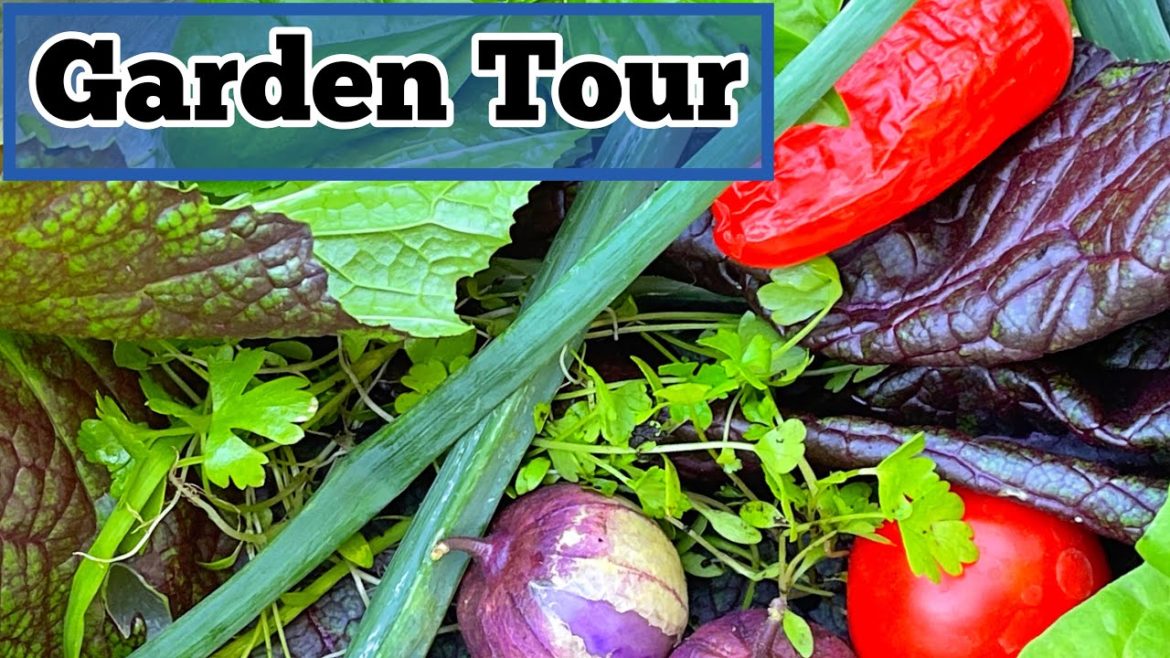 Fall Vegetable Gardening ๐
Growing a Container Garden Zucchini Tomatoes Peppers Kale Broccoli Herbs Fall Vegetable Gardening ๐
Growing a Container Garden Zucchini Tomatoes Peppers Kale Broccoli Herbs