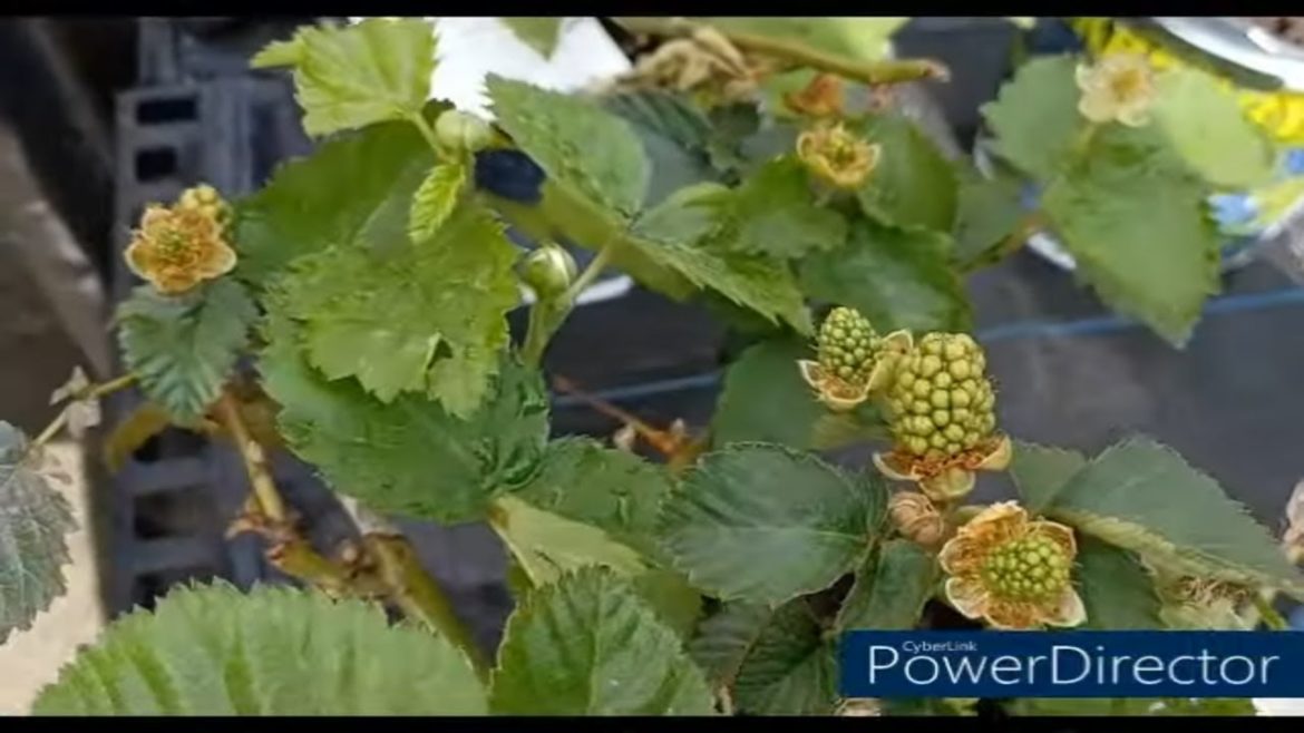 Wal-Mart Garden Supplies Update | Gardening 2022 Wal-Mart Garden Supplies Update | Gardening 2022