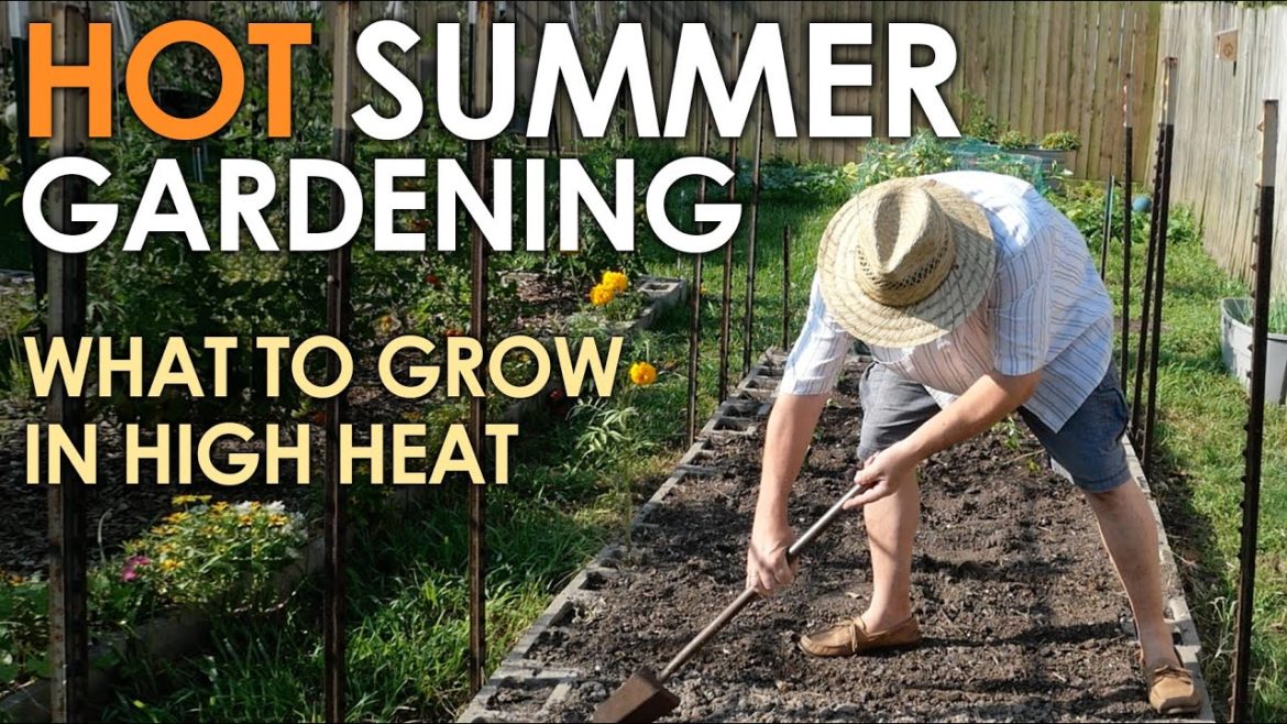 HOT SUMMER Vegetable Gardening || Black Gumbo HOT SUMMER Vegetable Gardening || Black Gumbo