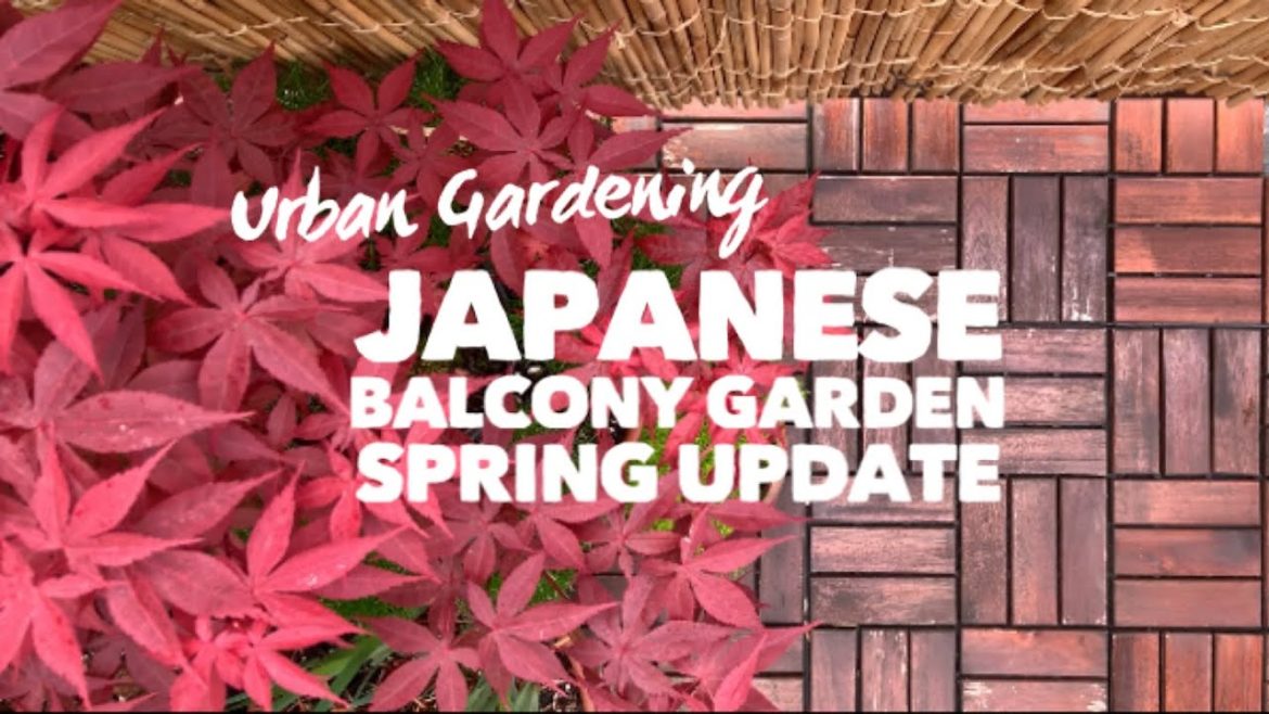 Apartment Balcony Gardening with Japanese Maples