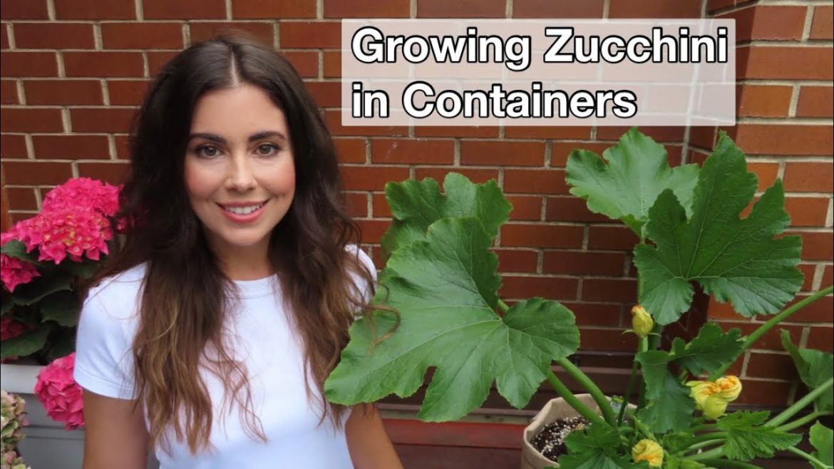 Growing Zucchini in Containers | Container Gardening Growing Zucchini in Containers | Container Gardening